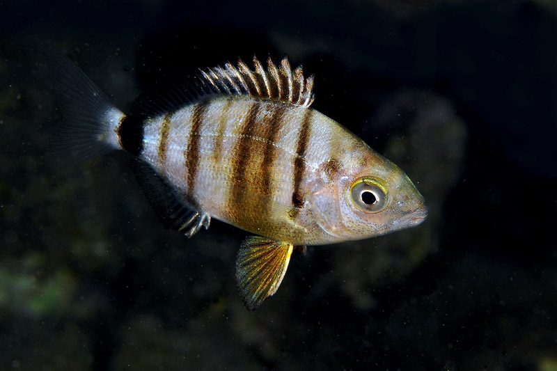 Giovane Diplodus sp. in livrea notturna